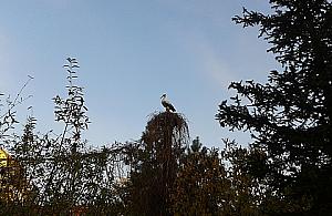 Plastikowy bocian na patyku. Ozdoba osiedla na Ciołkosza