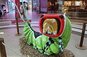 Wielkie robale odwiedzą Wolę