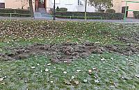 Białołęka królestwem dzików. Czy jest się czego bać?