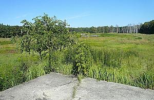 Surwiwal w Lesie Bemowskim - dobry pomysł