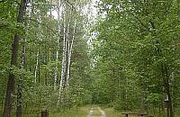 Lasek przy Lucerny - zagospodarować czy zostawić?