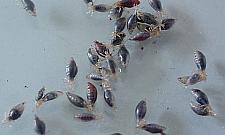 Wszawica w szkołach. Rodzice: nie dotykać mojego dziecka!