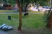 Dziki spacerują - ludzie panikują. Po co?