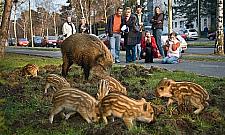 Dziki spacerują - ludzie panikują. Po co?
