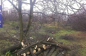 Wycinka na Zielonych Odolanach. Będzie osiedle... i nowe drzewa