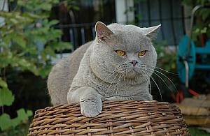 Gratka dla kotomaniaków ROZDAJEMY BILETY!