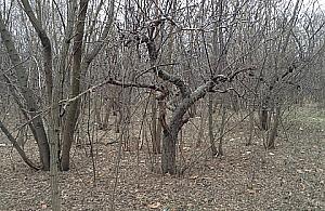 Aktywiści z Bemowa walczą o ogród w Forcie Bema