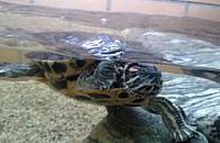 Bemowo ma nowego mieszkańca: żółwia. Nazwijmy go!