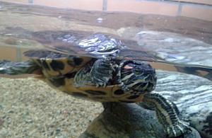 Bemowo ma nowego mieszkańca: żółwia. Nazwijmy go!