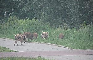 Masowo skarżymy się na wolno biegające zwierzęta