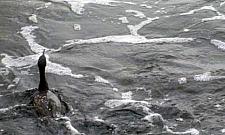 Masowo skarżymy się na wolno biegające zwierzęta