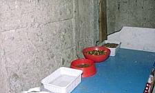 Batalia o koty: kiedy opiekun nie sprząta