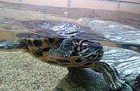 Żółw z Art.Bemu czeka na imię!