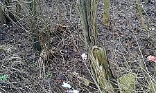 Co było pierwsze - kura czy jajko?