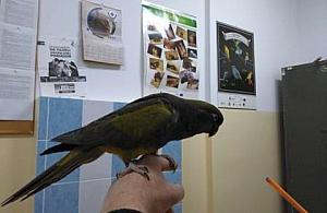 Papuga złapana na balkonie