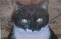 Kto widział kociego arystokratę?