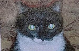 Kto widział kociego arystokratę?