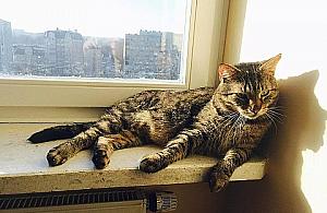 Poznajcie najpiękniejsze wolskie koty!