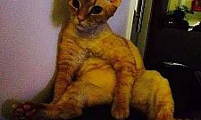 Poznajcie najpiękniejsze wolskie koty!