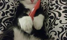 Poznajcie najpiękniejsze wolskie koty!