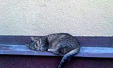 Poznajcie najpiękniejsze wolskie koty!