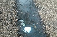 Tak wygląda nasz Potok Bielański. Ręce opadają