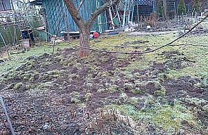 Dzik jest dziki. Zniszczył ogródki działkowe przy Radiowej