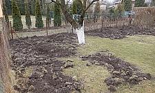 Dzik jest dziki. Zniszczył ogródki działkowe przy Radiowej