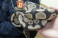 Mieszkaniec Bielan znalazł na parkingu... pytona