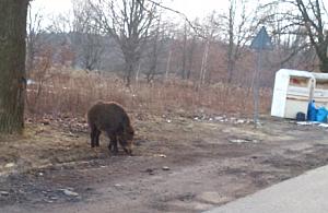 Dzika wyżerka dla dzika na Winorośli