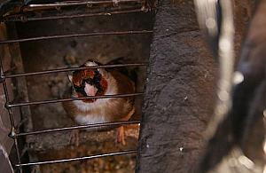 Emeryt łapał w sidła ptaki. "Tak pięknie śpiewają"