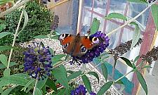 Czy na Woli (za)mieszkają motyle?