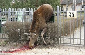 Uwaga! Drastyczne zdjęcia! Makabryczna śmierć łosi na płocie