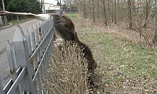 Uwaga! Drastyczne zdjęcia! Makabryczna śmierć łosi na płocie