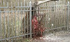 Uwaga! Drastyczne zdjęcia! Makabryczna śmierć łosi na płocie