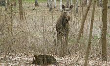 Uwaga! Drastyczne zdjęcia! Makabryczna śmierć łosi na płocie
