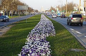 Jaka piękna jest Połczyńska w krokusach!