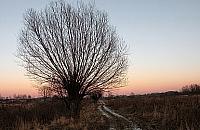 Kolejna zagadka: gdzie rosną takie wierzby?