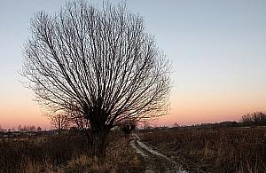 Kolejna zagadka: gdzie rosną takie wierzby?