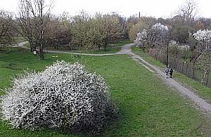 Piękna jest wiosna na Targówku