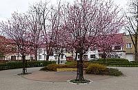 Wiosna zawitała na dawny rynek Jelonek