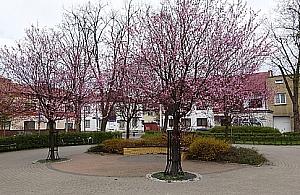 Wiosna zawitała na dawny rynek Jelonek