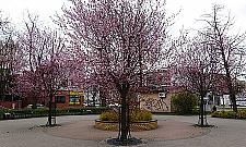 Wiosna zawitała na dawny rynek Jelonek