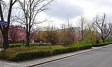 Wiosna zawitała na dawny rynek Jelonek