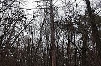 Las Bielański usycha? Cmentarzysko drzew