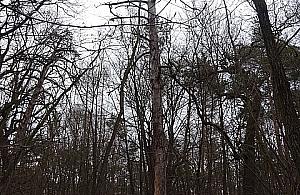Las Bielański usycha? Cmentarzysko drzew