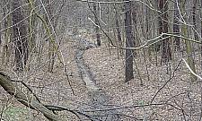 Las Bielański usycha? Cmentarzysko drzew