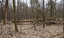 Las Bielański usycha? Cmentarzysko drzew