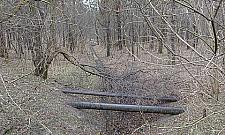 Las Bielański usycha? Cmentarzysko drzew