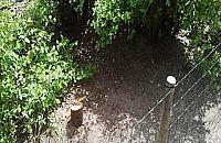 Wycięli drzewa w centrum Woli. Policja szuka sprawców